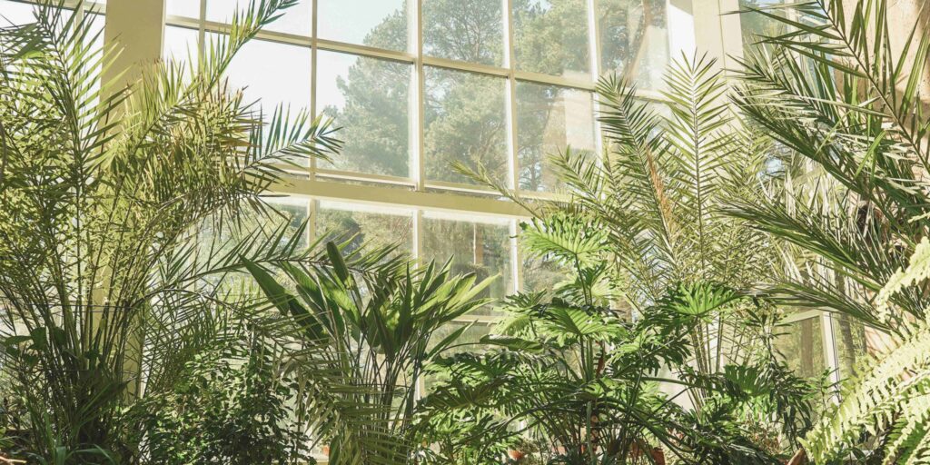A spacious room filled with a variety of lush plants and trees, creating a vibrant and natural atmosphere.